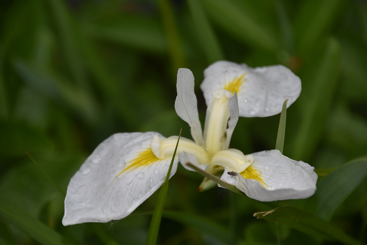 2018_06_TUIN_JUNI_088