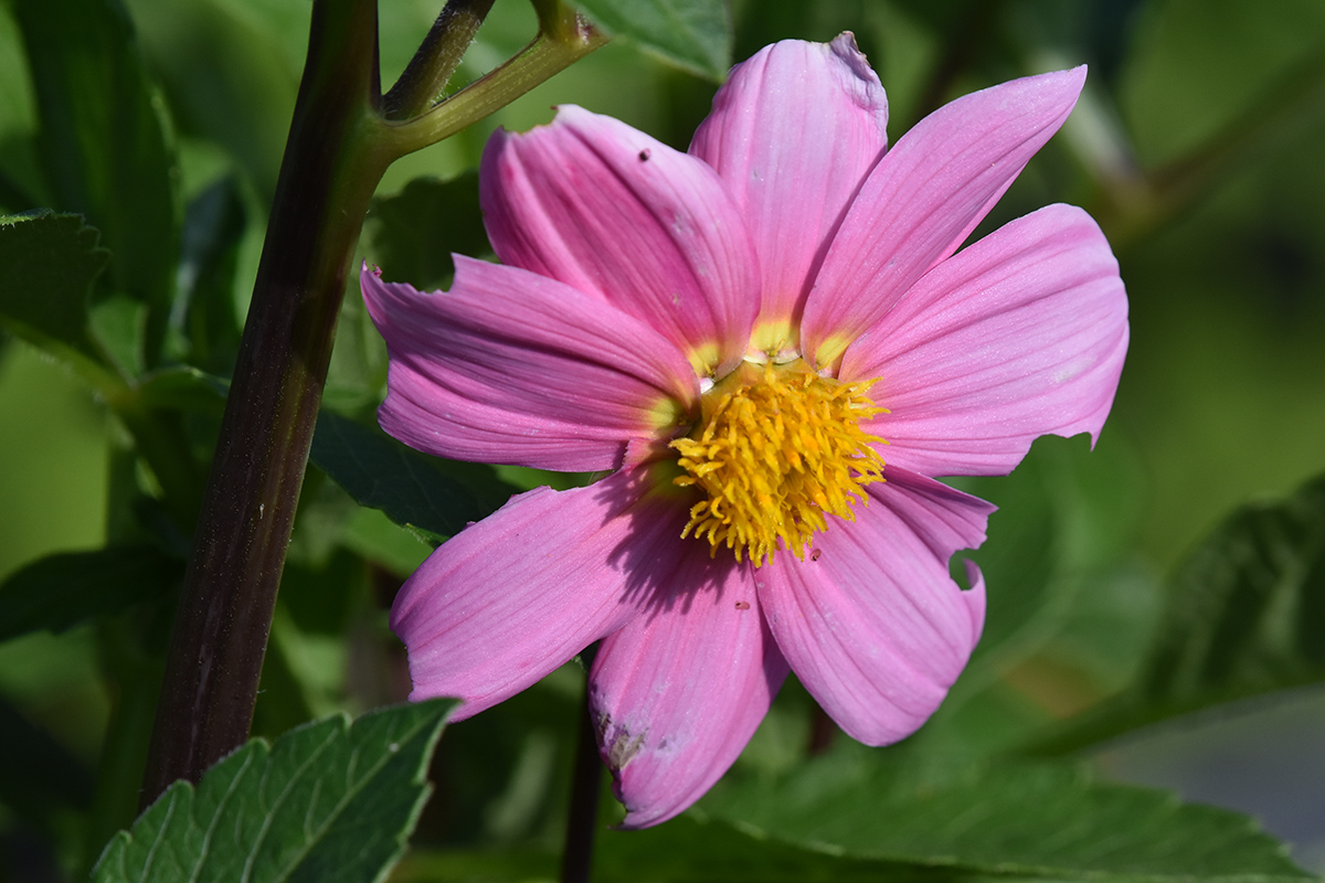 2018_06_TUIN_JUNI_050