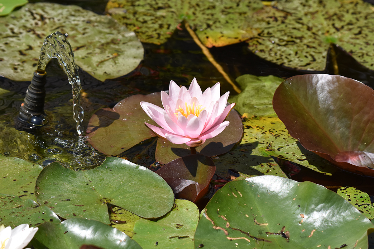 2018_06_TUIN_JUNI_024
