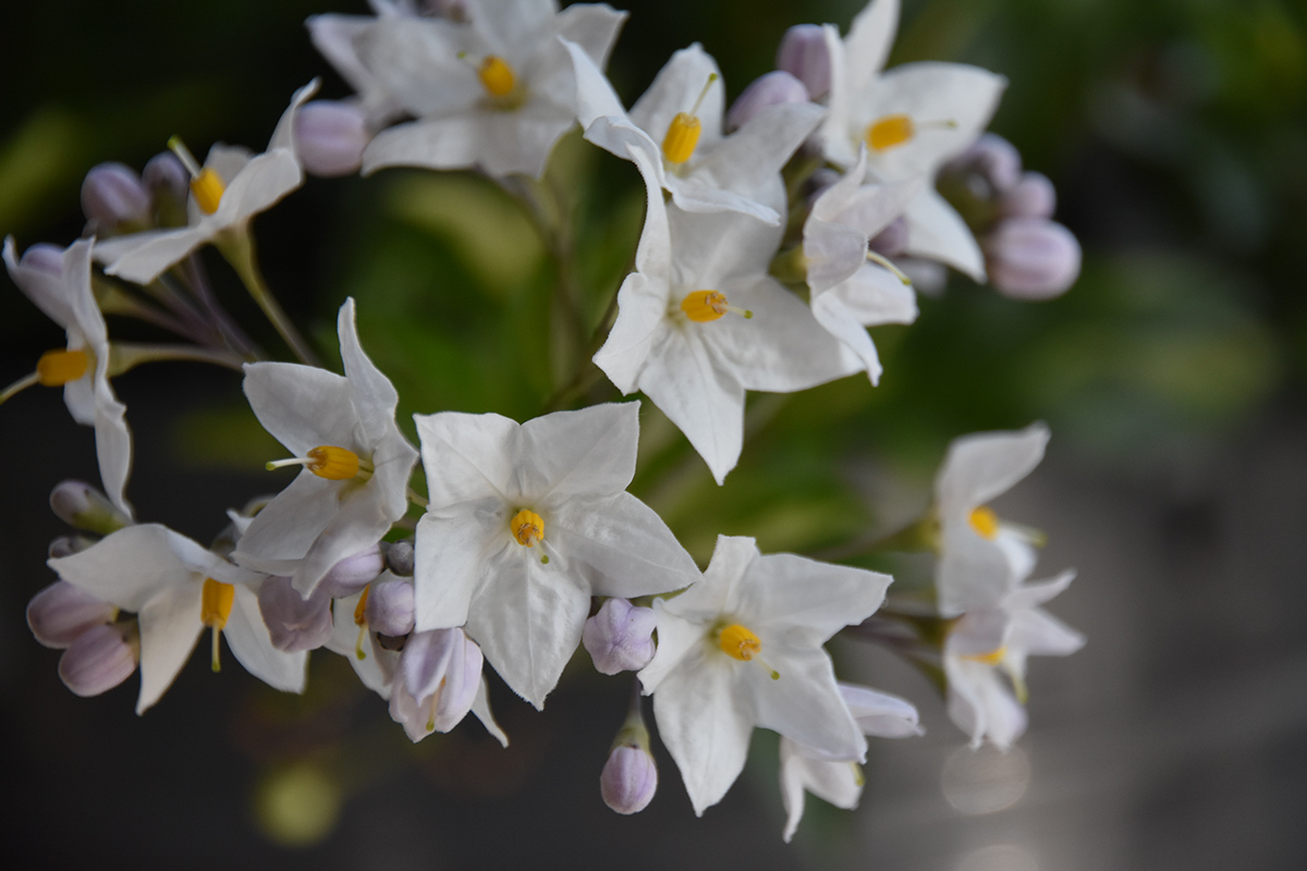 2018_06_TUIN_JUNI_072