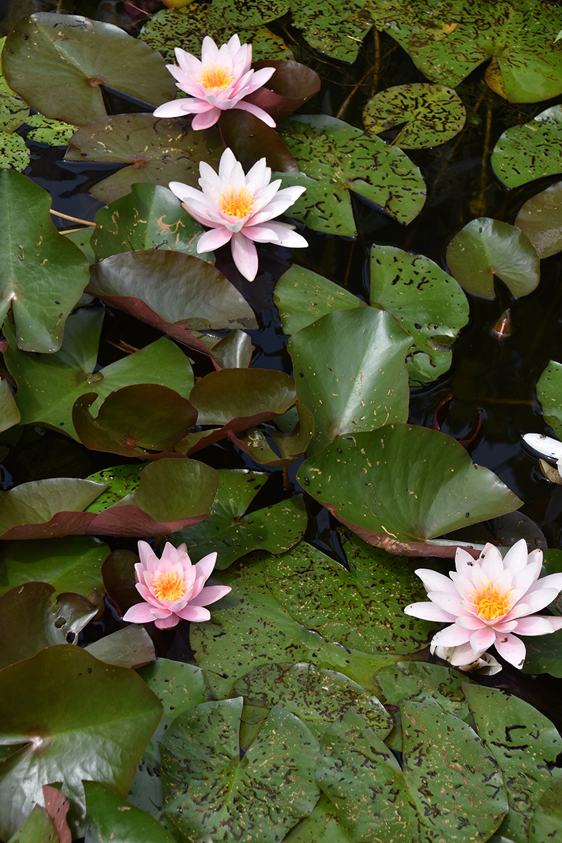 2018_06_TUIN_JUNI_002