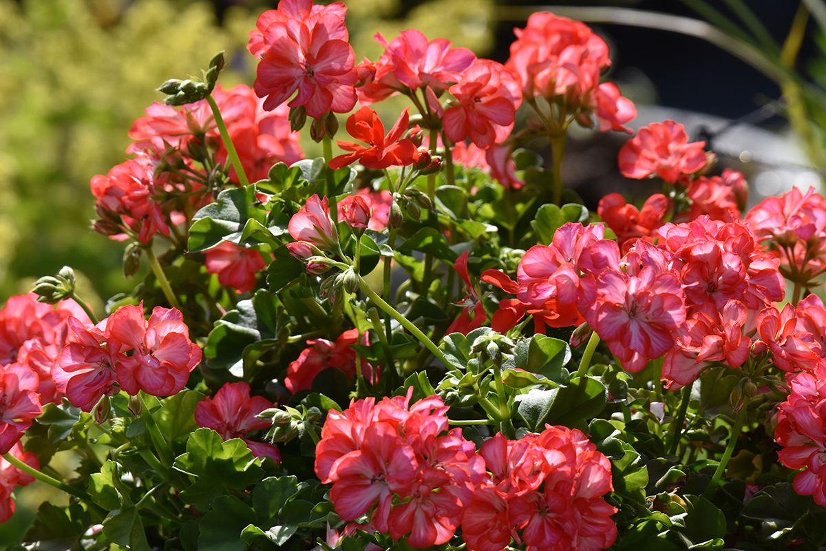 2018_06_TUIN_JUNI_117