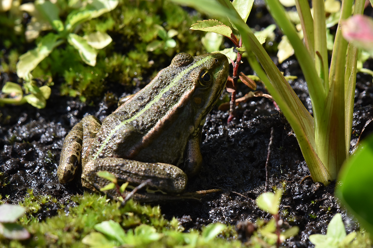 2018_06_TUIN_JUNI_107