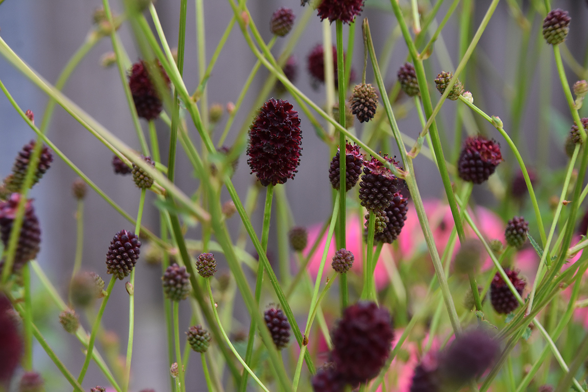 2018_06_TUIN_JUNI_090