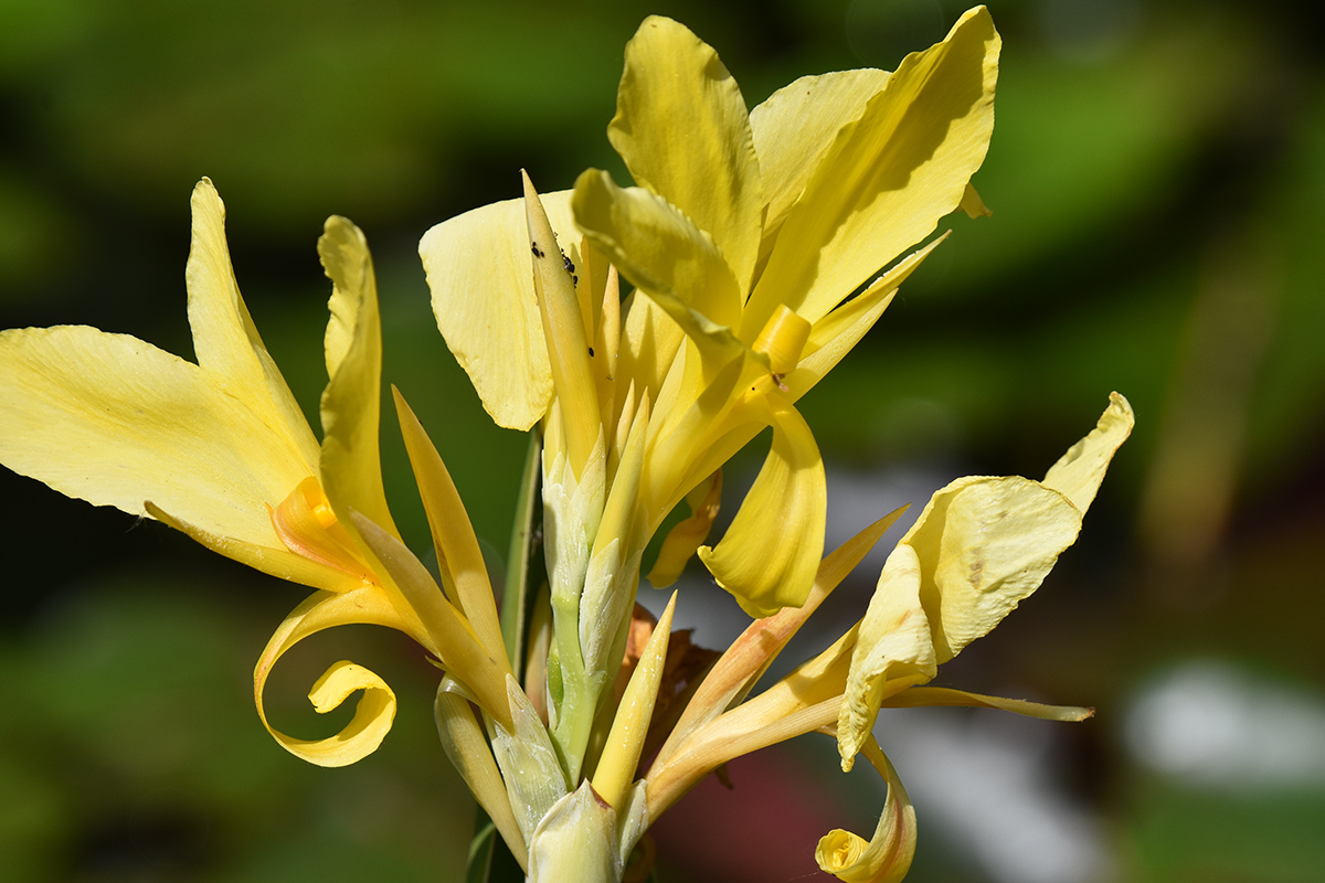 2018_06_TUIN_JUNI_109