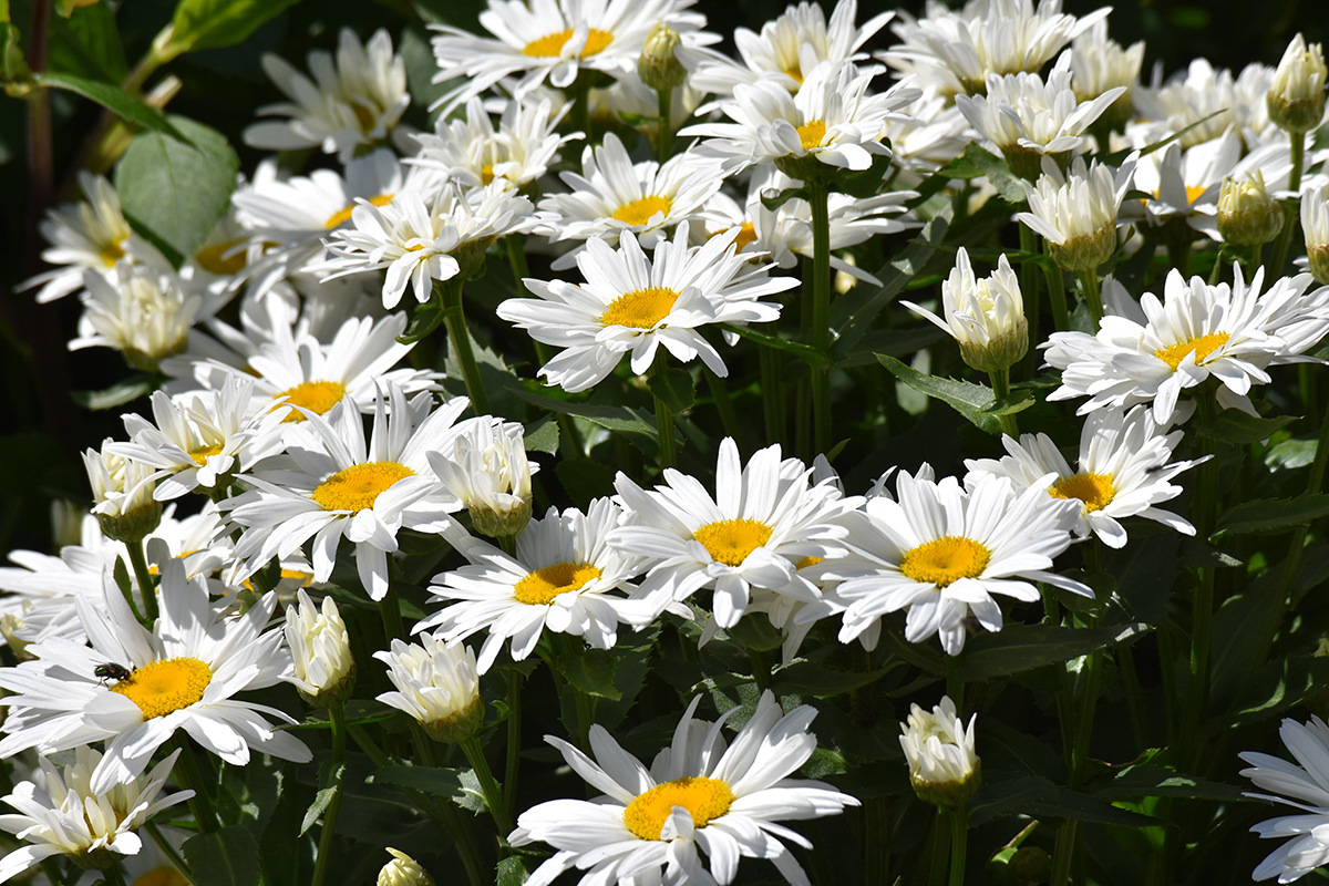 2018_06_TUIN_JUNI_036