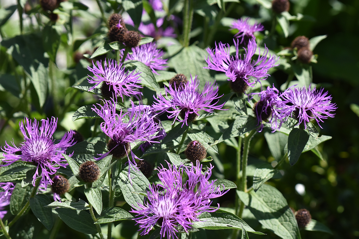 2018_06_TUIN_JUNI_047