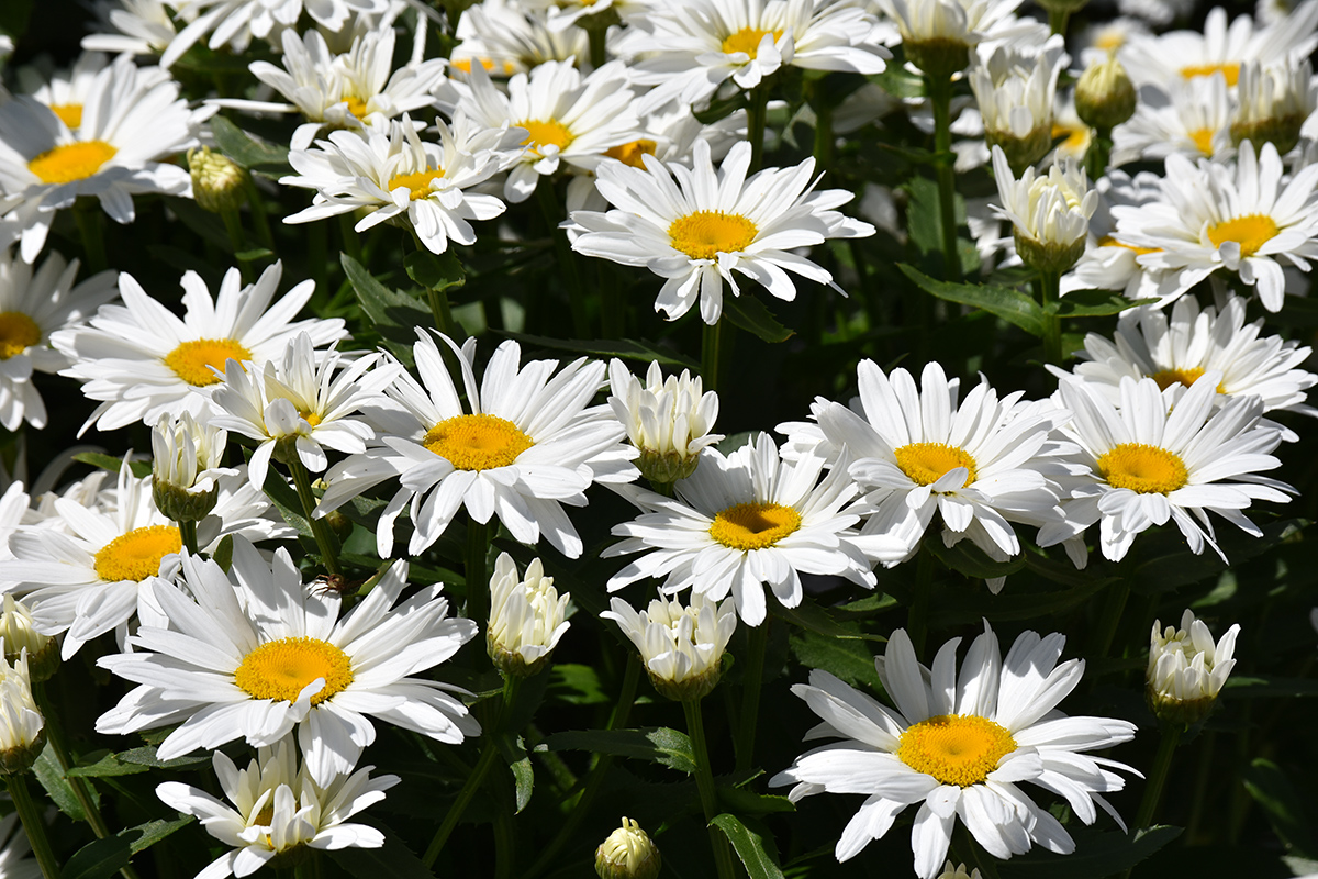 2018_06_TUIN_JUNI_037