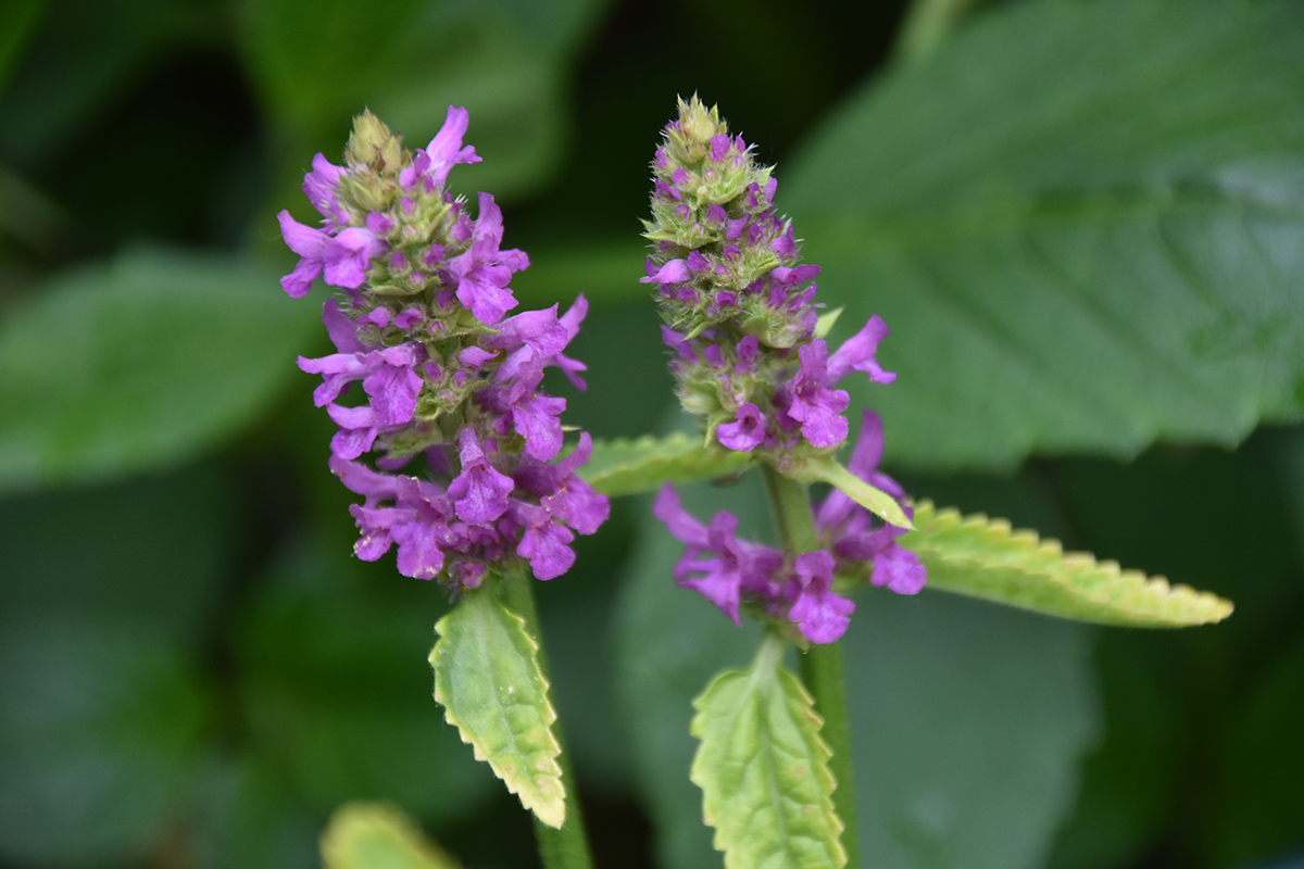 2018_06_TUIN_JUNI_100