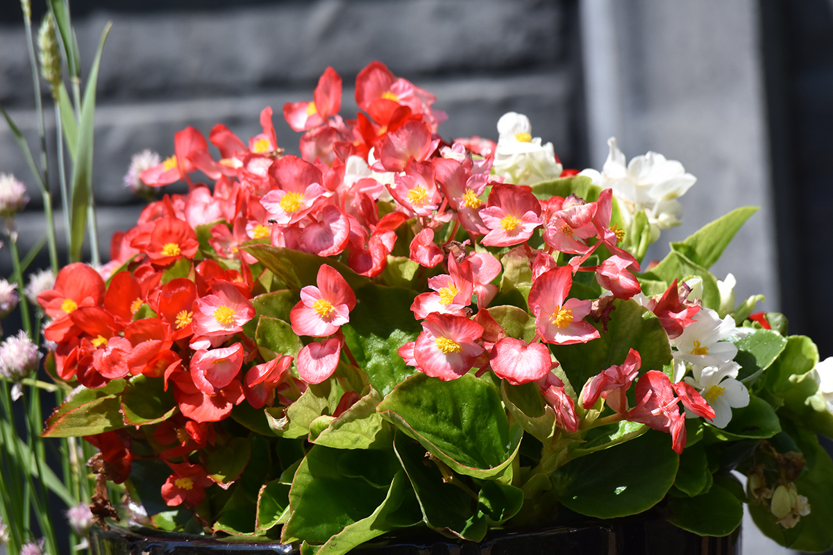 2018_06_TUIN_JUNI_032