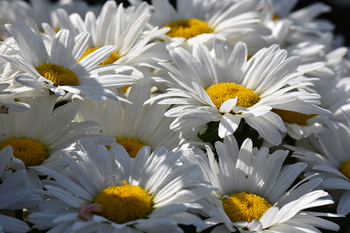 2018_06_TUIN_JUNI_121