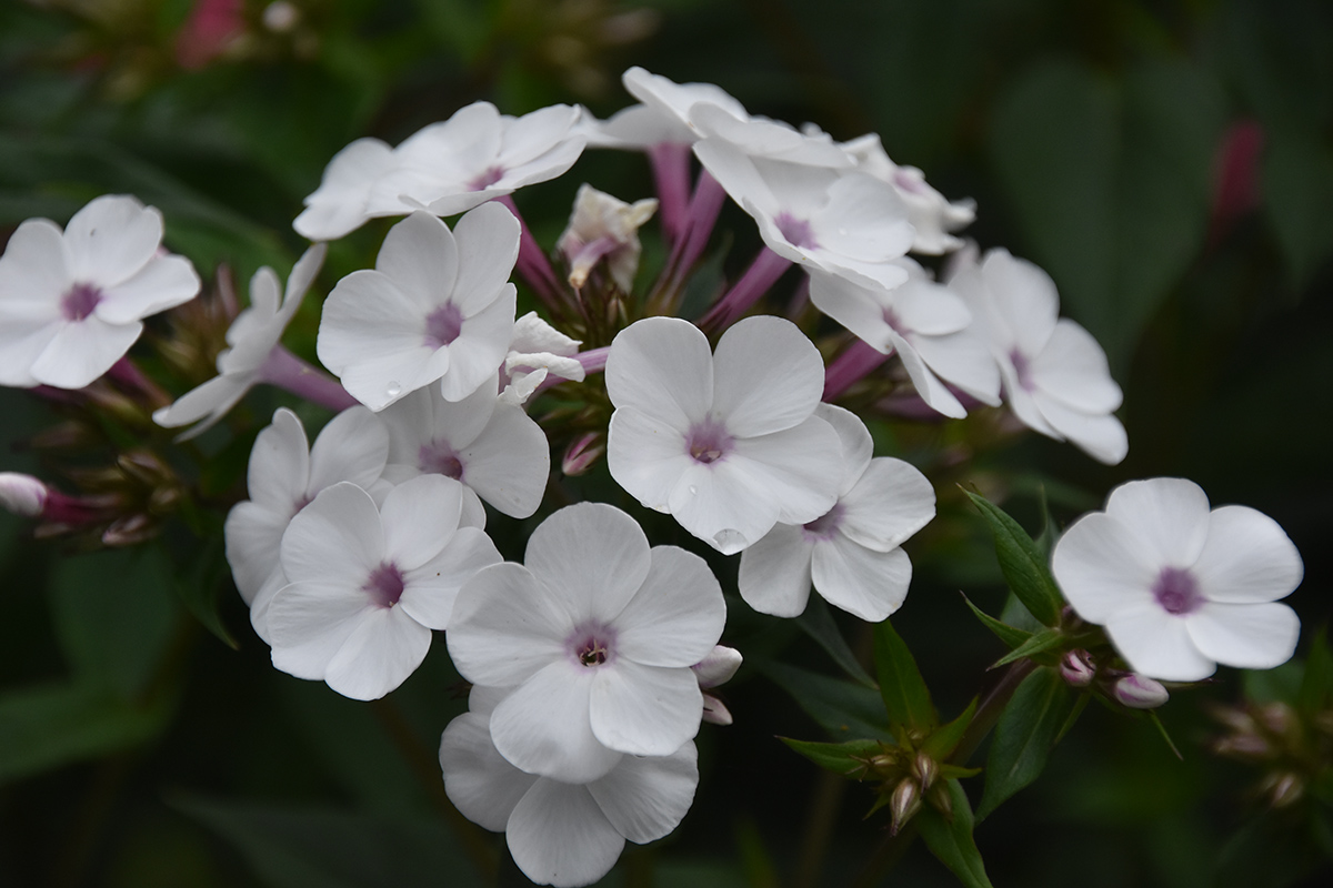 2018_06_TUIN_JUNI_095