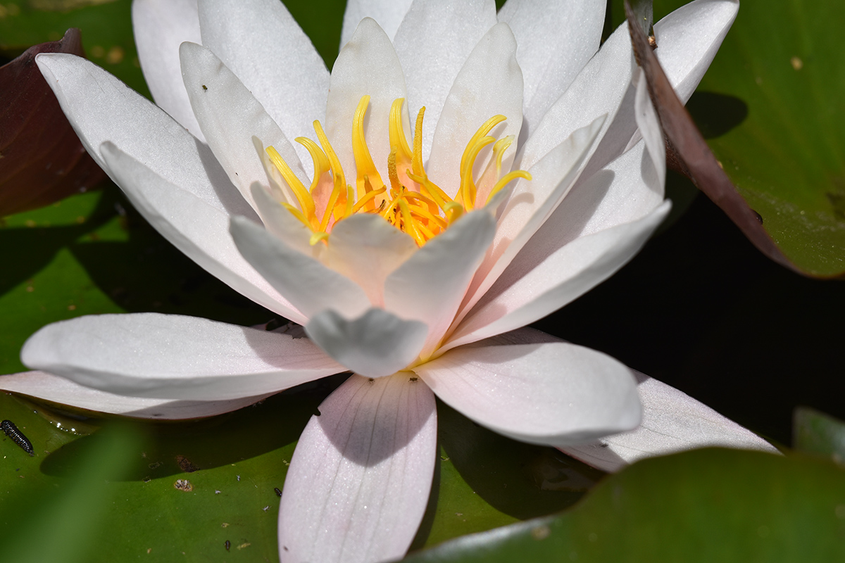 2018_06_TUIN_JUNI_026
