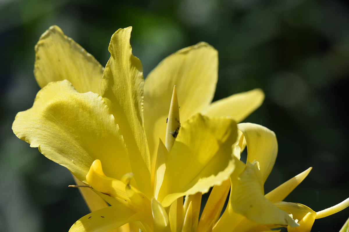 2018_06_TUIN_JUNI_119