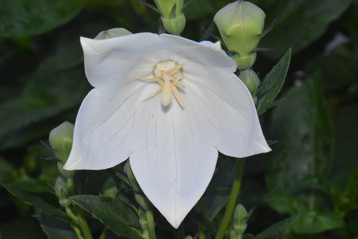 2018_06_TUIN_JUNI_139