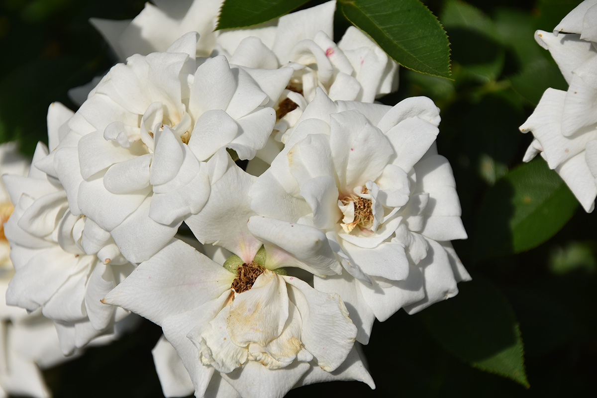 2018_06_TUIN_JUNI_078