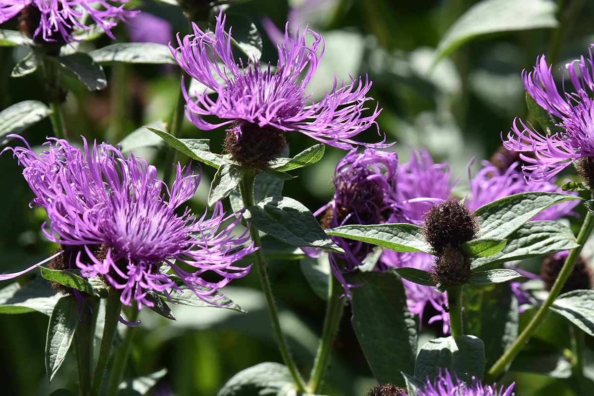 2018_06_TUIN_JUNI_029