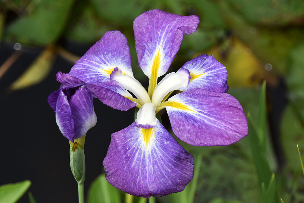 2018_06_TUIN_JUNI_003