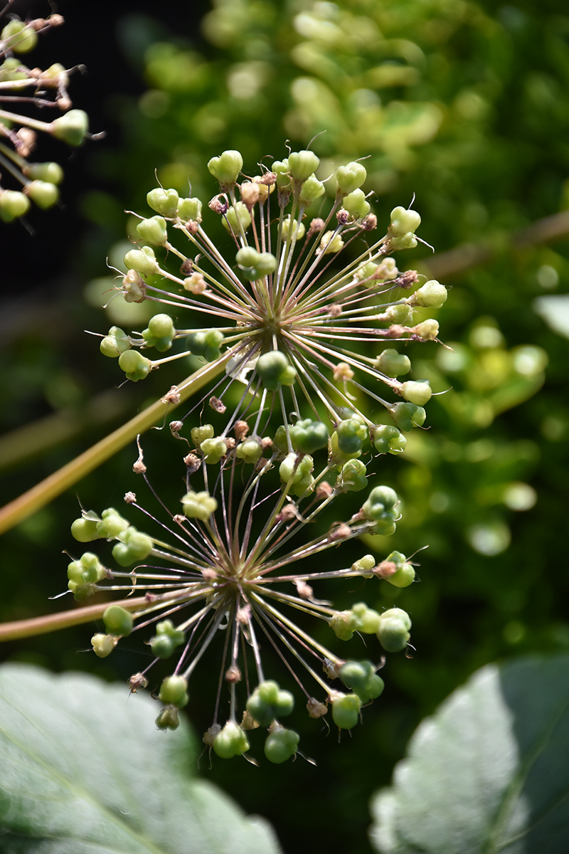 2018_06_TUIN_JUNI_076