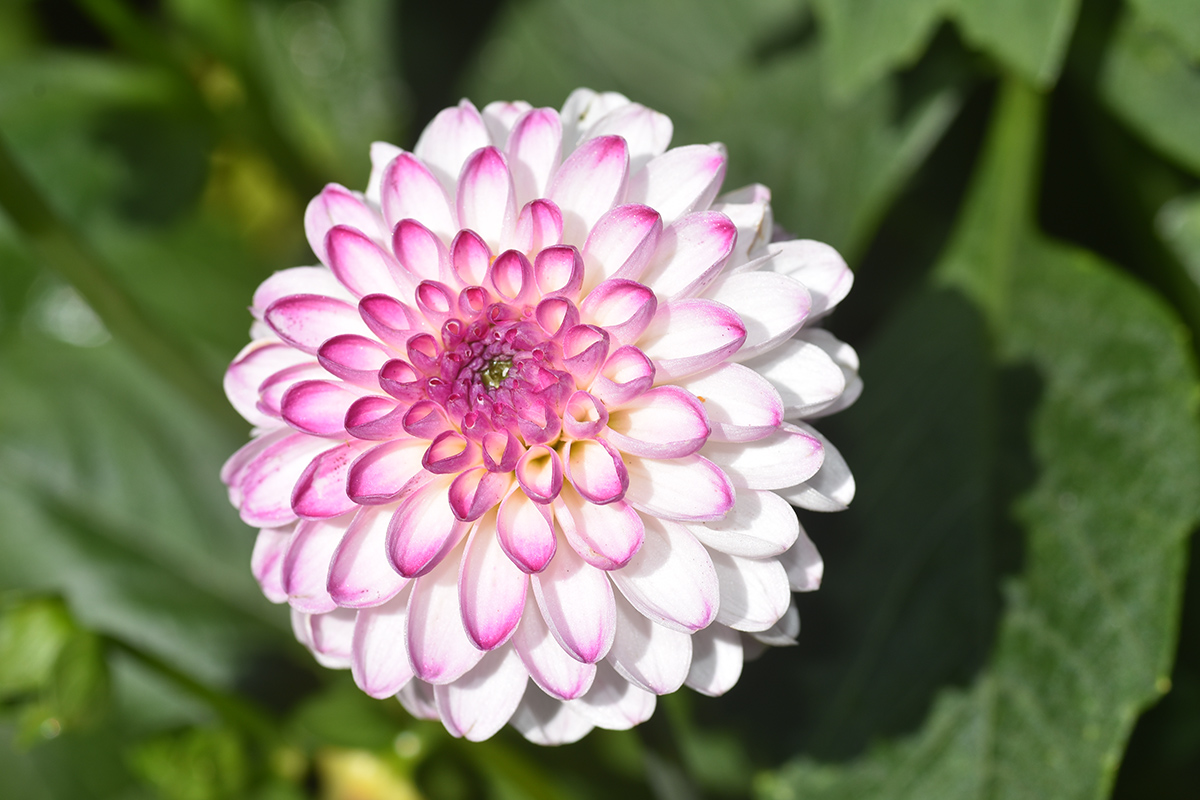 2018_06_TUIN_JUNI_146