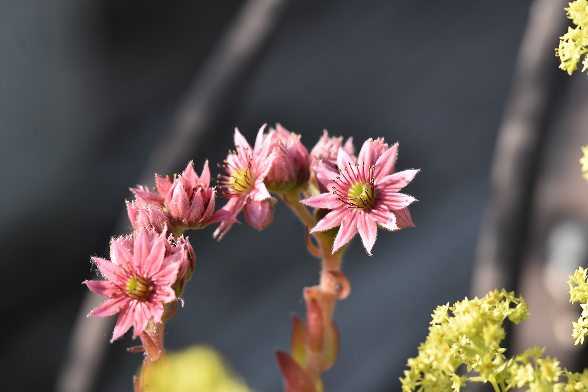 2018_06_TUIN_JUNI_057