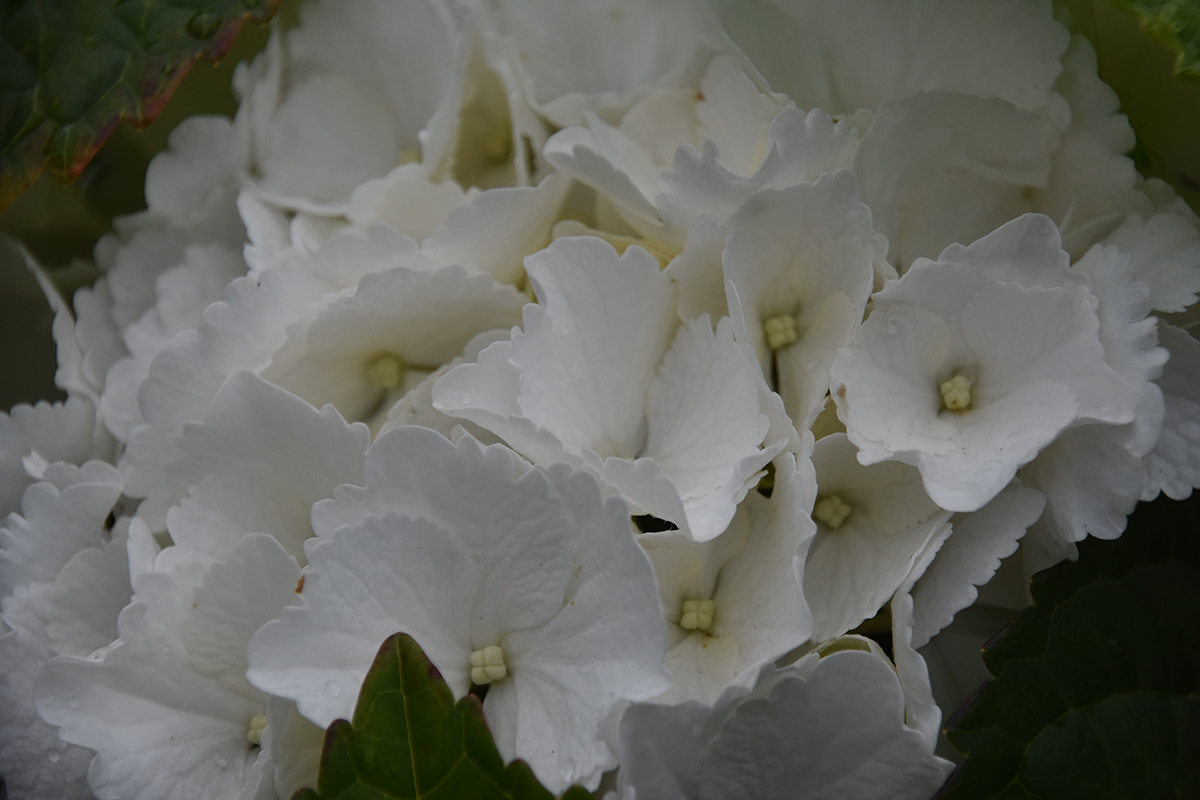2018_06_TUIN_JUNI_103