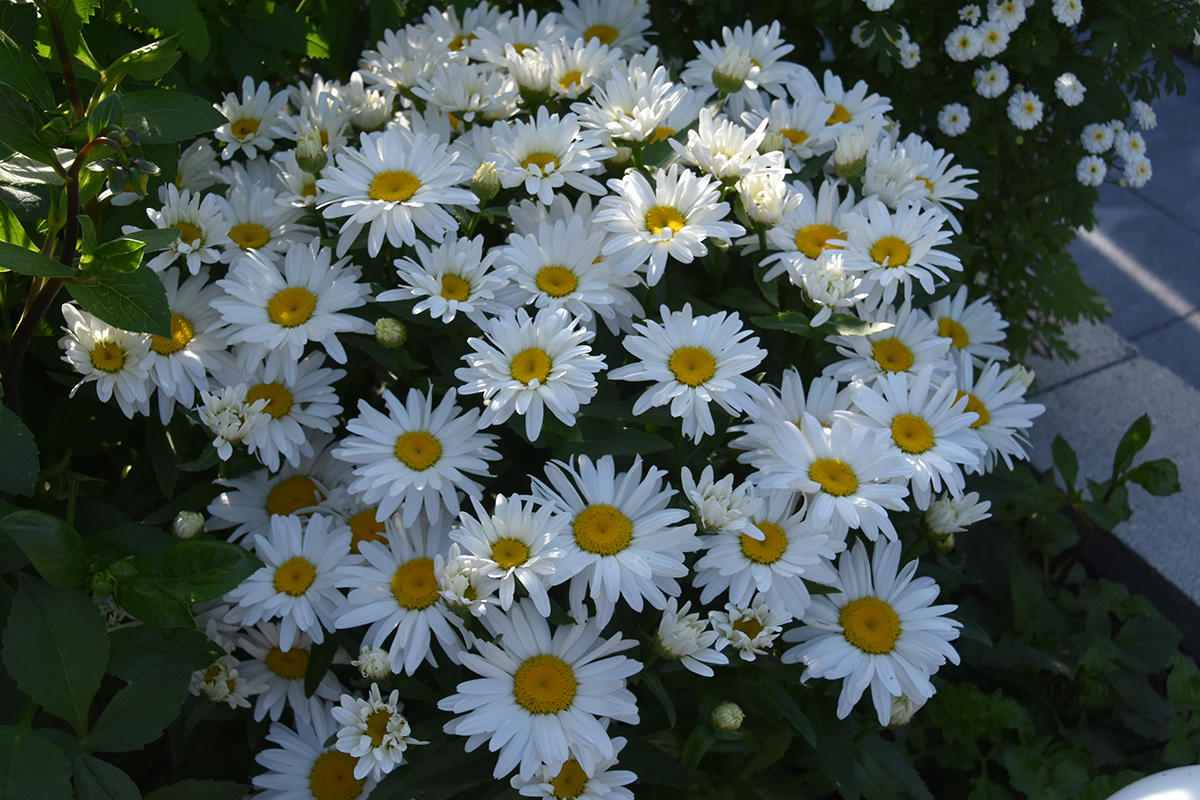 2018_06_TUIN_JUNI_062