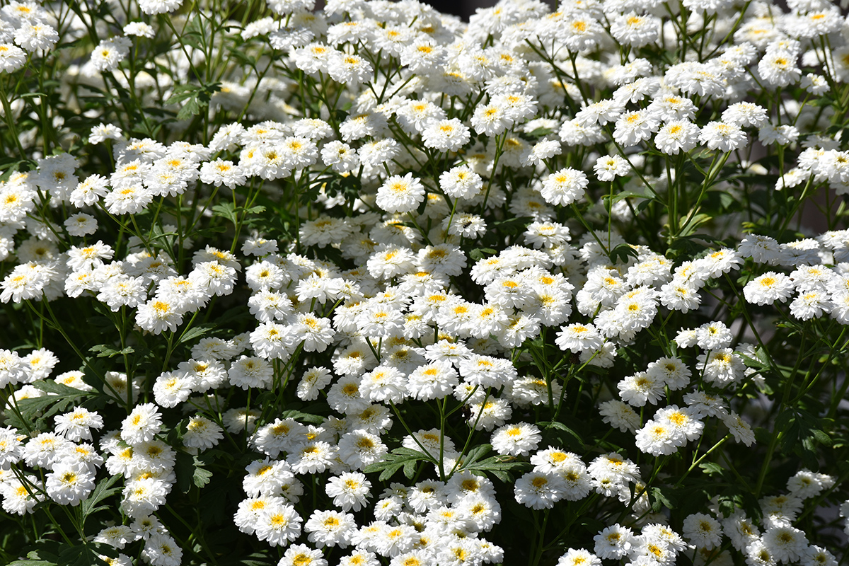 2018_06_TUIN_JUNI_035