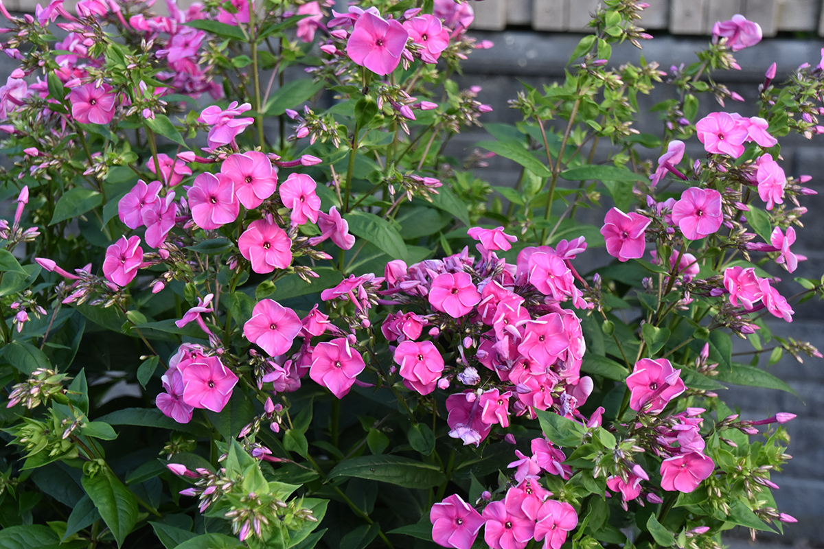 2018_06_TUIN_JUNI_079