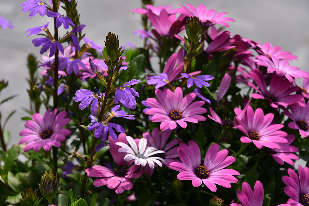 2018_06_TUIN_JUNI_023