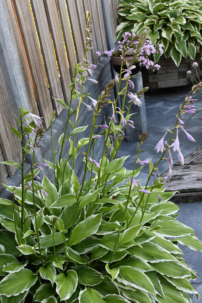 2018_06_TUIN_JUNI_064