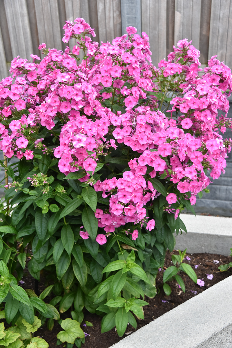 2018_06_TUIN_JUNI_098