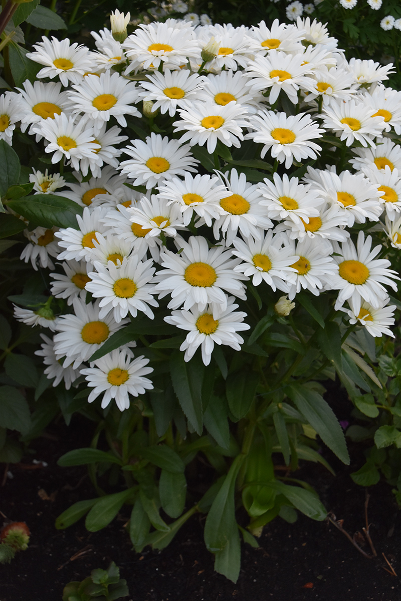 2018_06_TUIN_JUNI_081