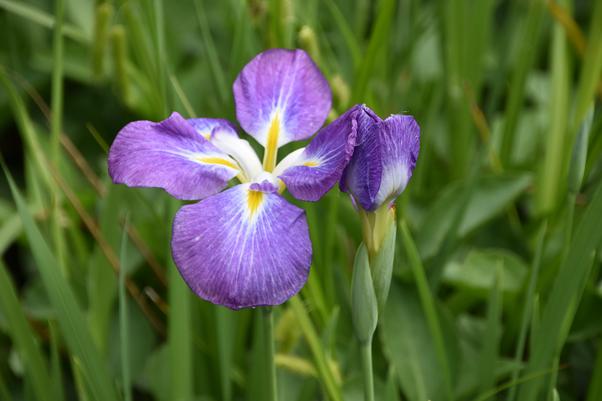 2018_06_TUIN_JUNI_010