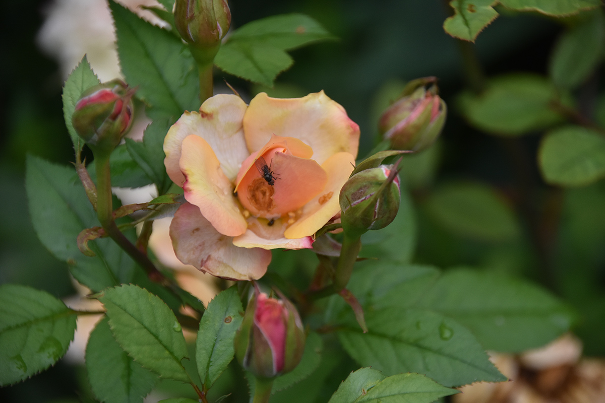 2018_06_TUIN_JUNI_105