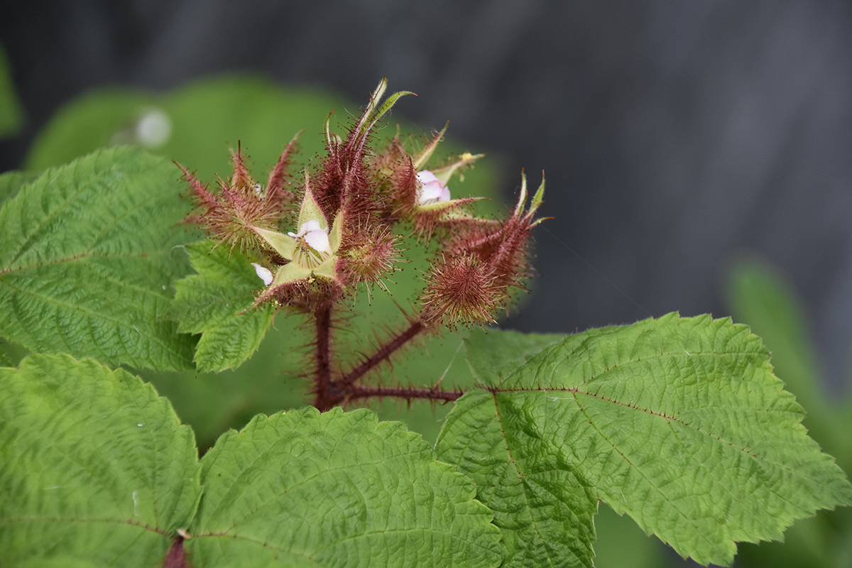 2018_06_TUIN_JUNI_017