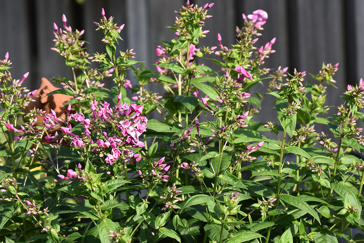 2018_06_TUIN_JUNI_055