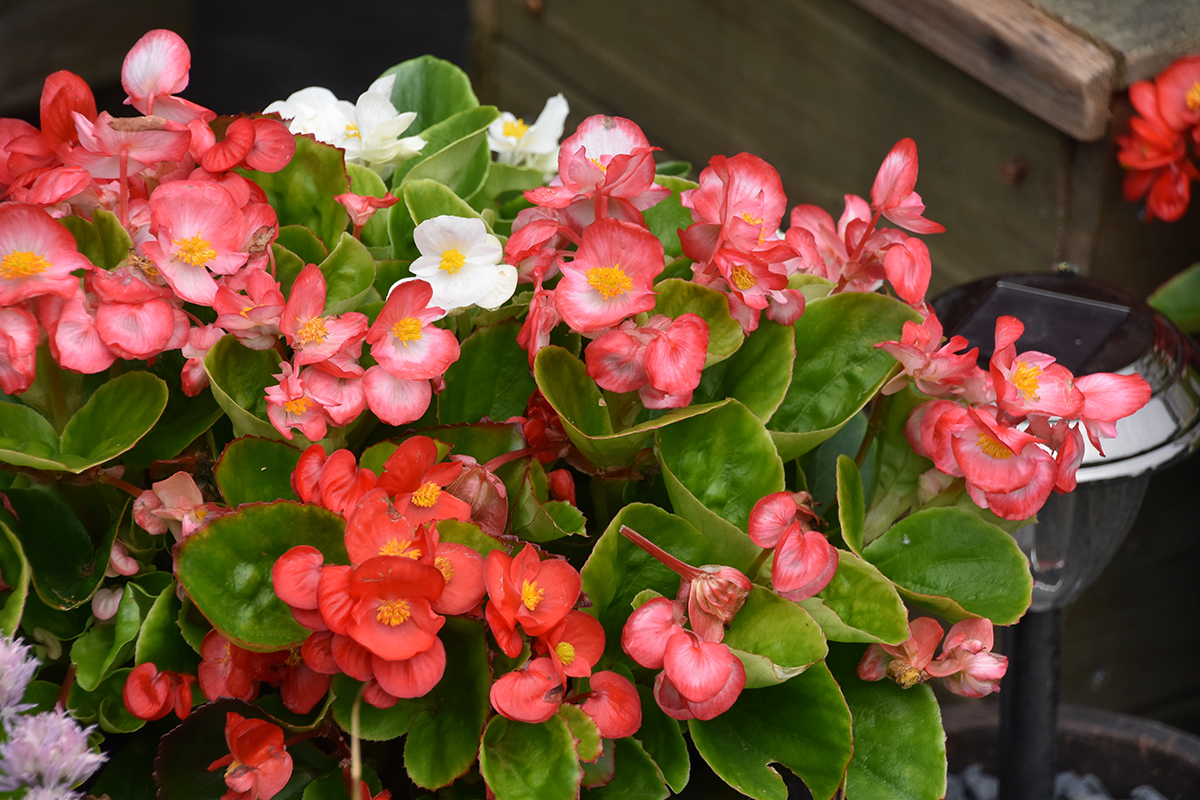 2018_06_TUIN_JUNI_009