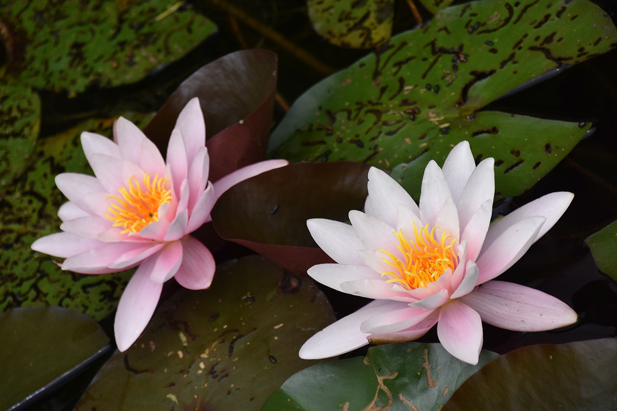 2018_06_TUIN_JUNI_004