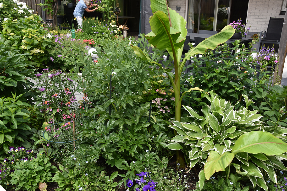 2018_06_TUIN_JUNI_016