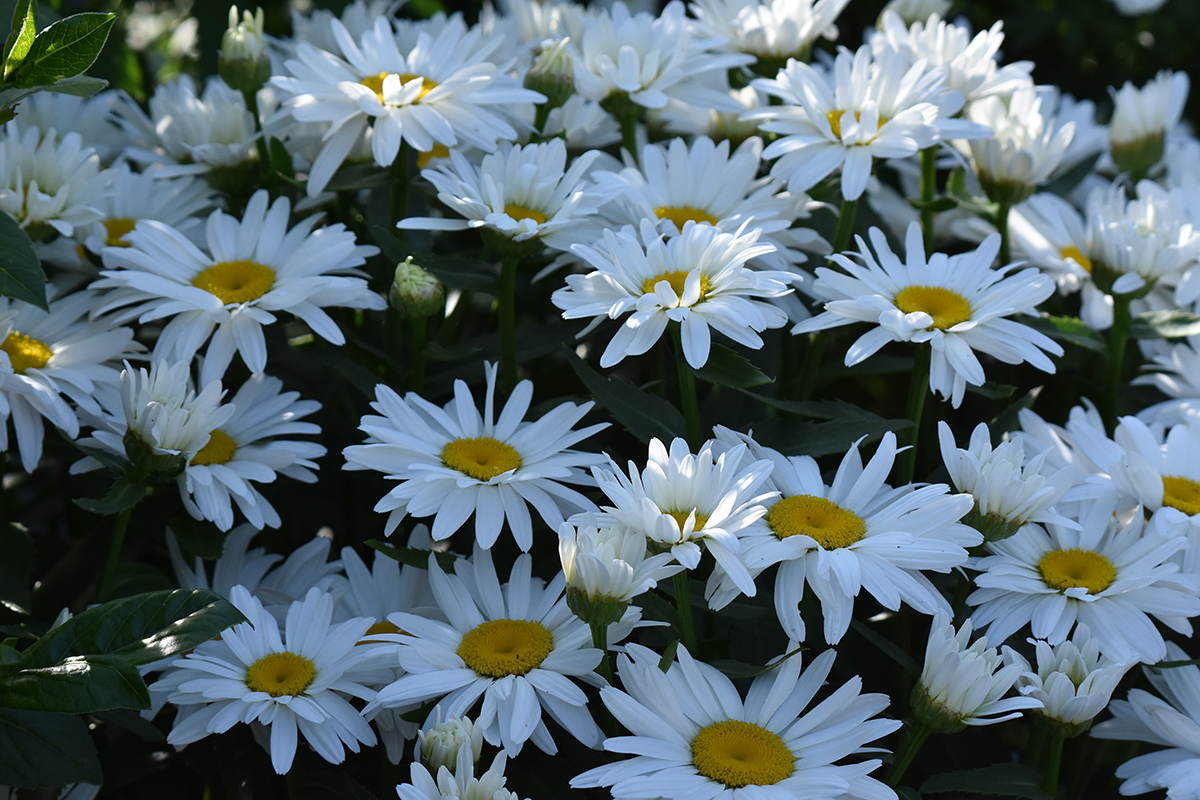 2018_06_TUIN_JUNI_051