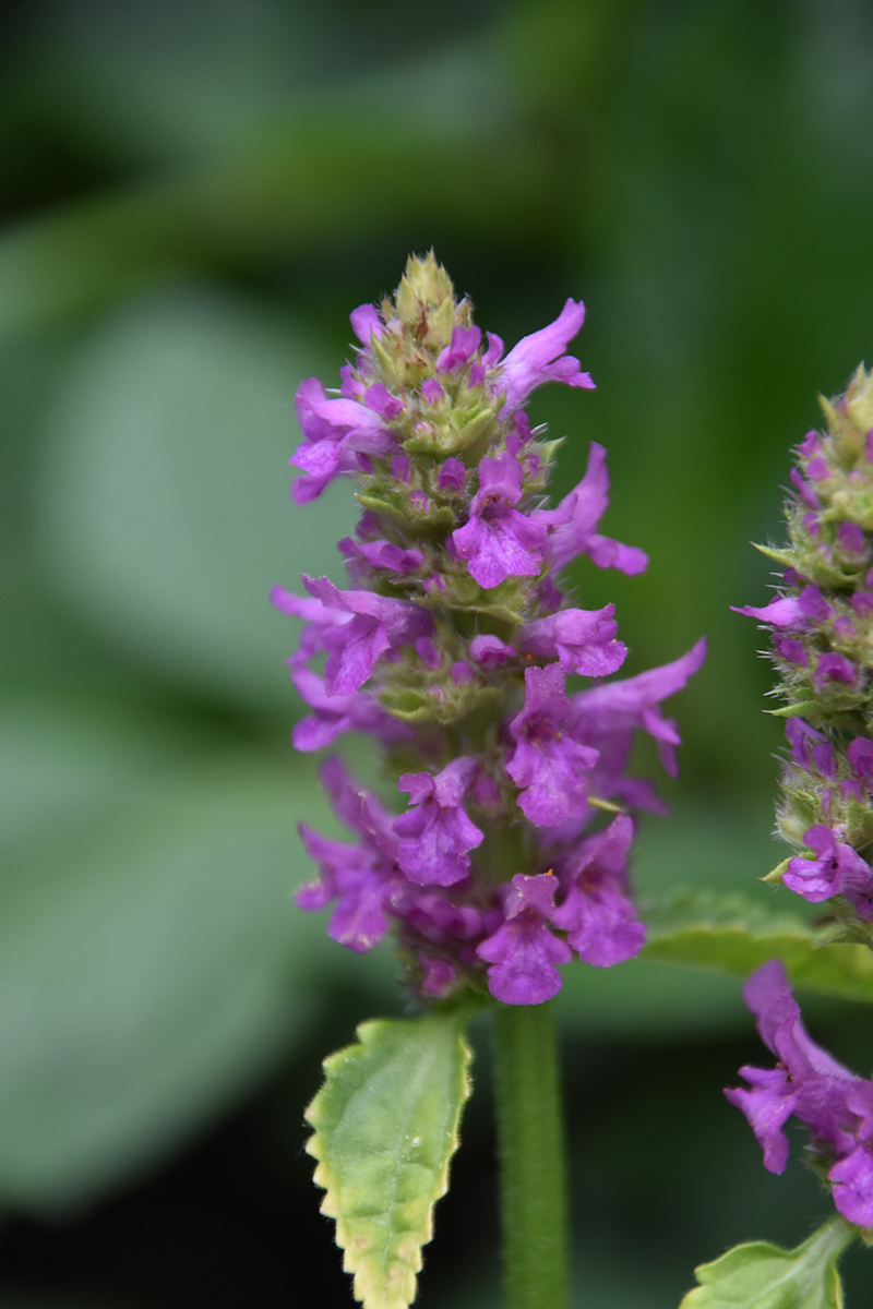2018_06_TUIN_JUNI_101