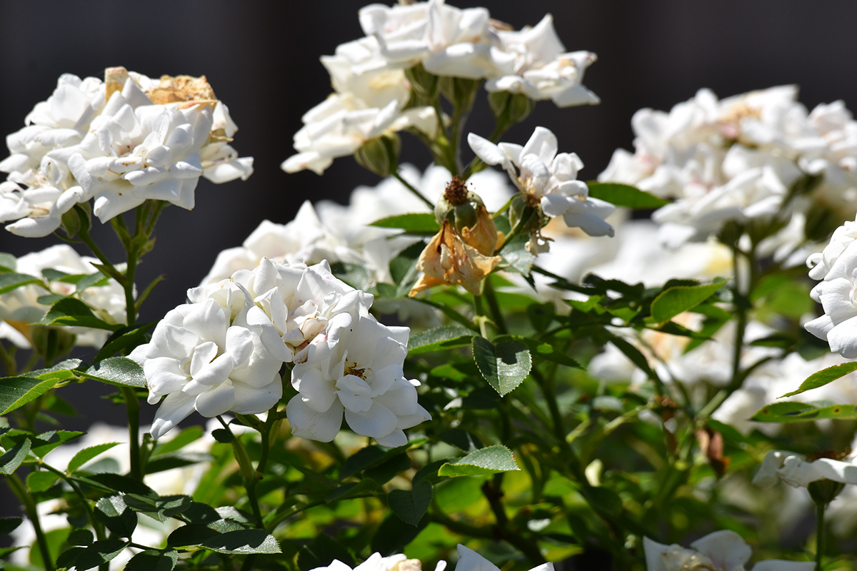 2018_06_TUIN_JUNI_042