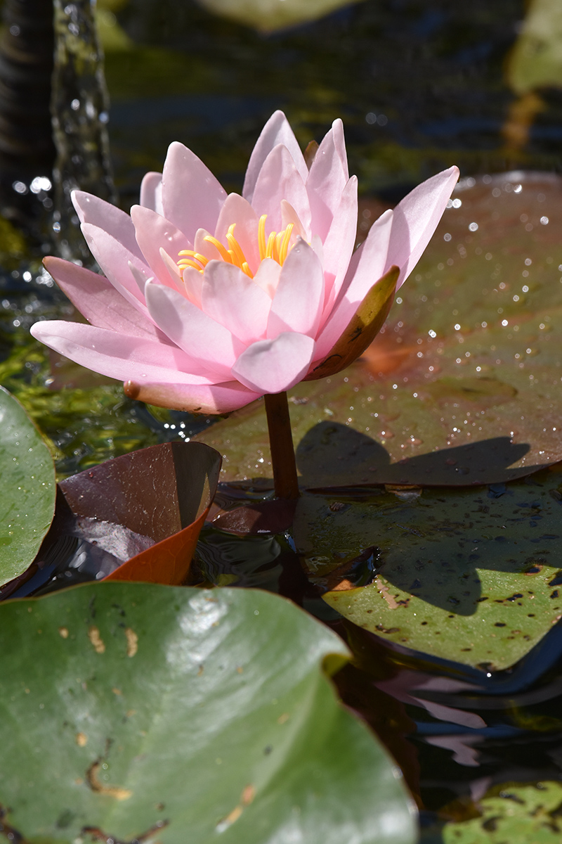 2018_06_TUIN_JUNI_046