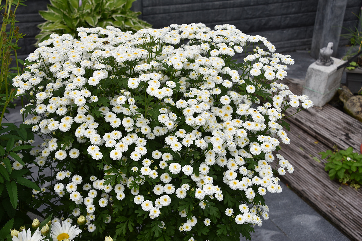 2018_06_TUIN_JUNI_007
