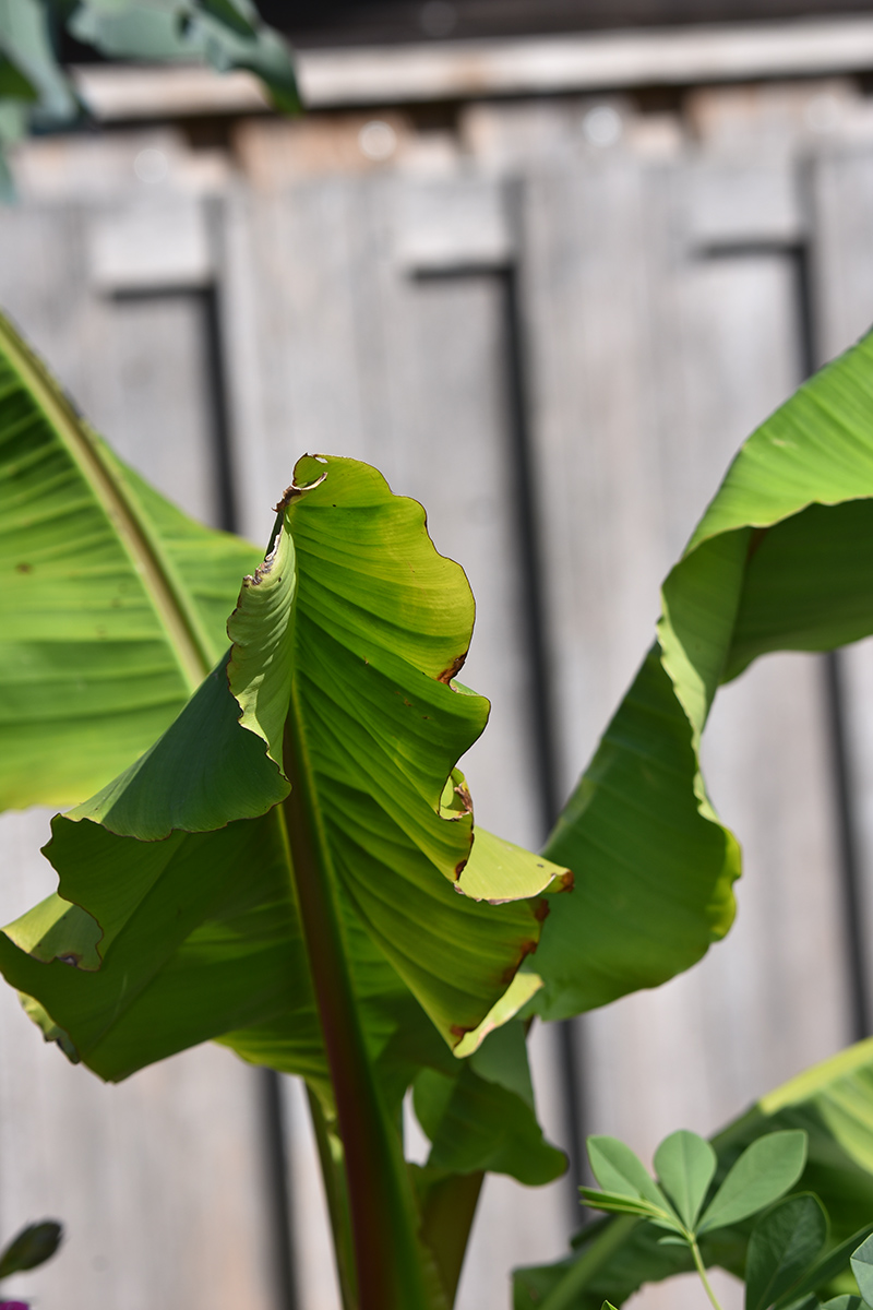 2018_06_TUIN_JUNI_112