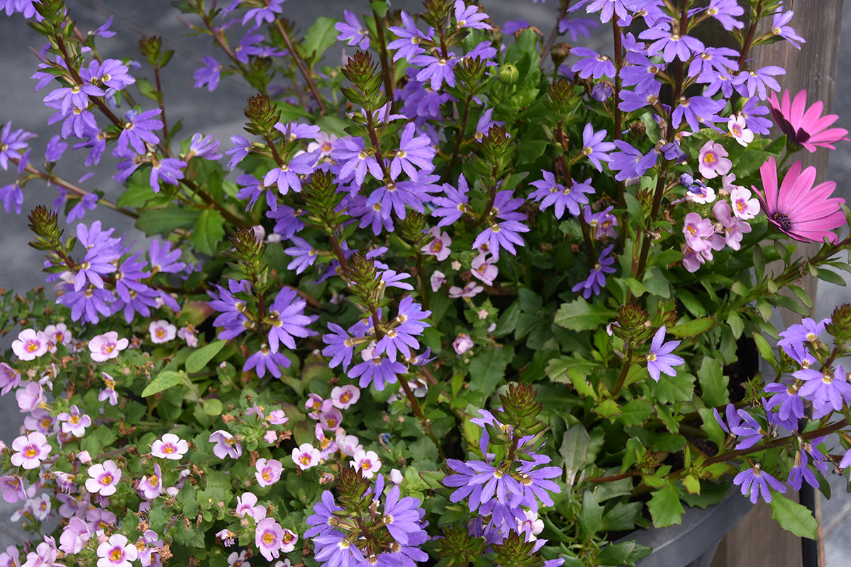 2018_06_TUIN_JUNI_014