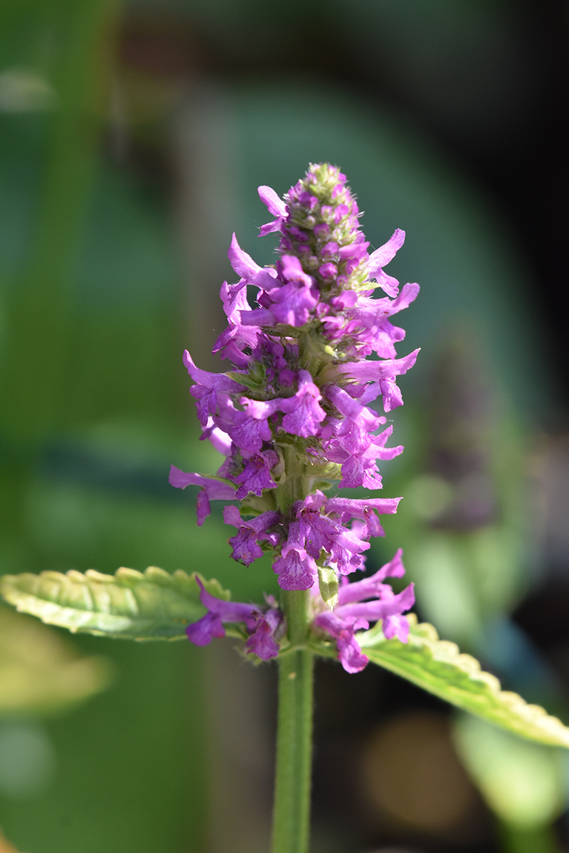 2018_06_TUIN_JUNI_111