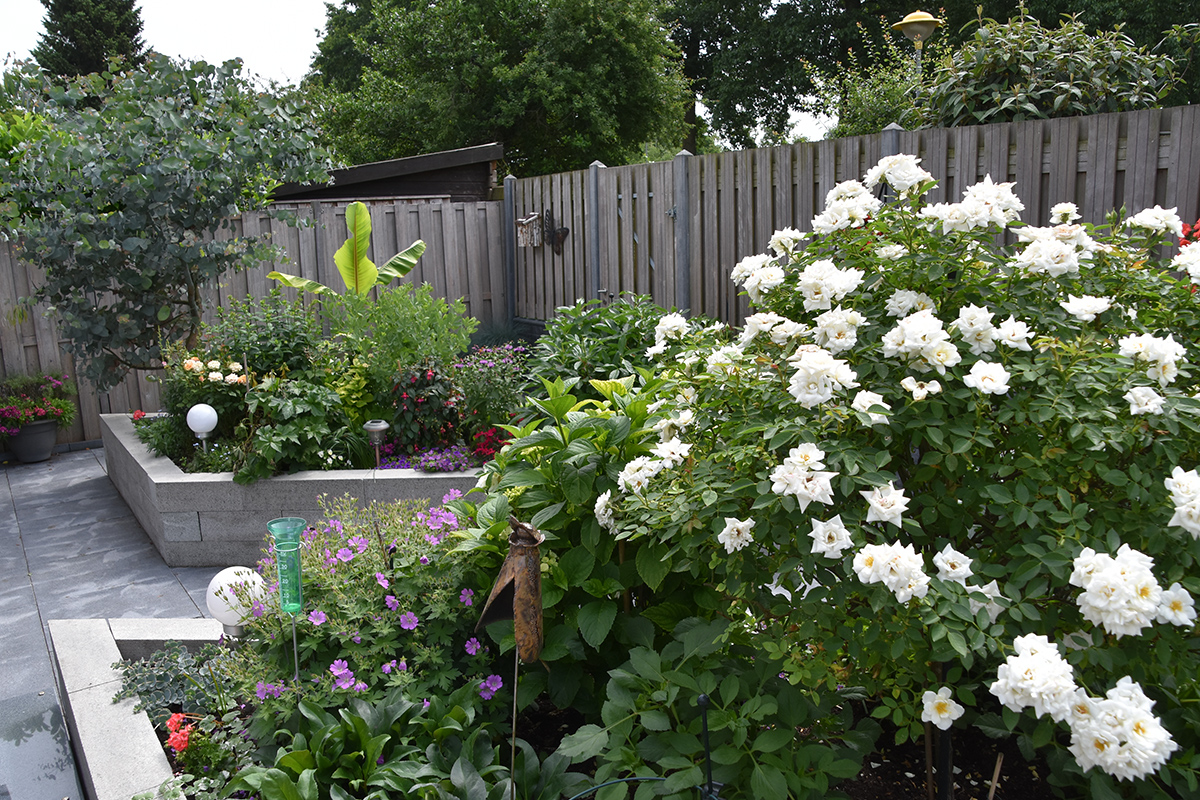 2018_06_TUIN_JUNI_020
