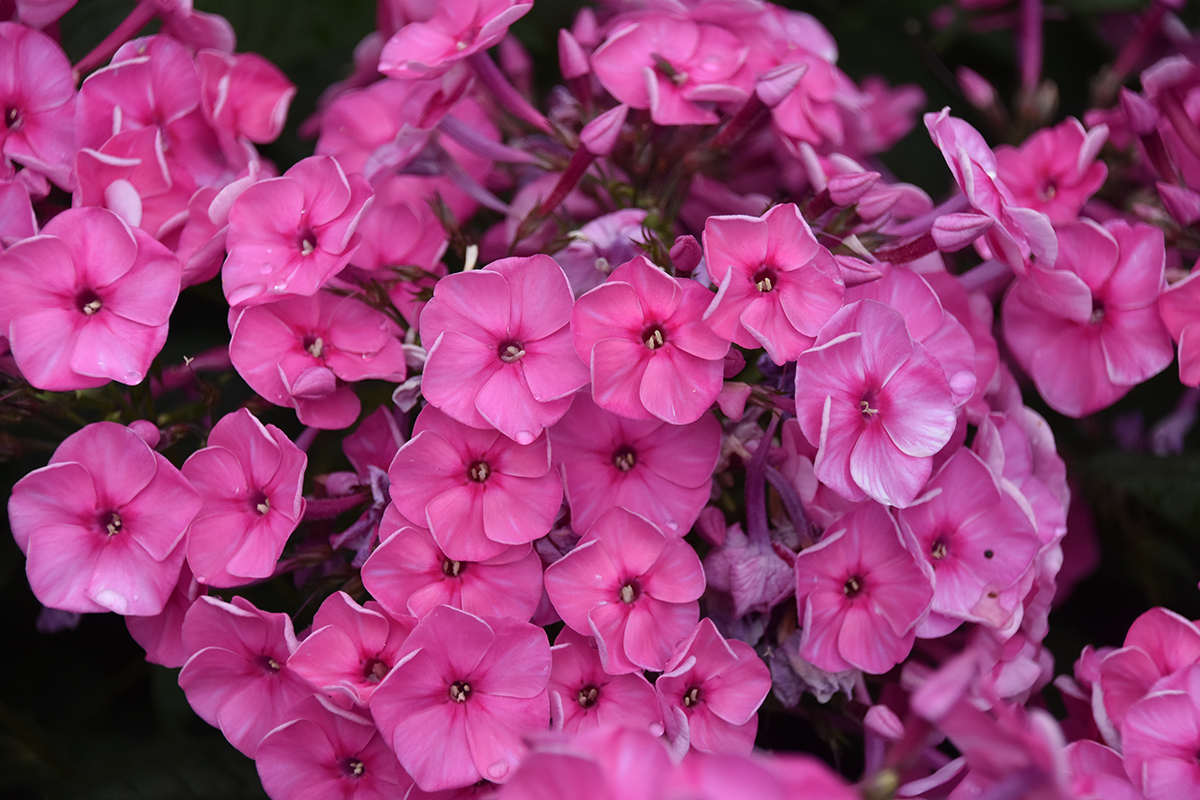 2018_06_TUIN_JUNI_097